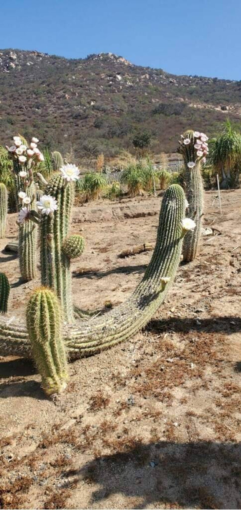 GOLDEN Saguaro Trichocereus terscheckii afbeelding 3