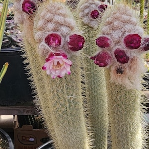 Rare micranthocereus purpureus