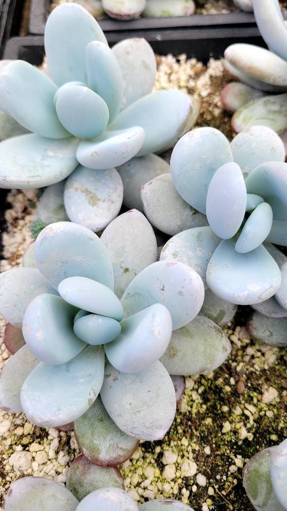 Pachyphtum Amazones 4