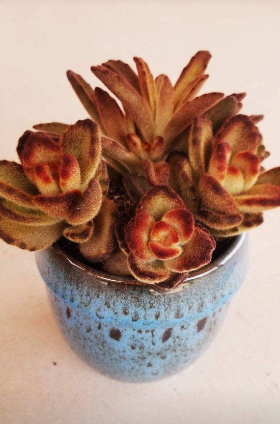 Echeveria Gorgon's Grotto from my personal collection. So