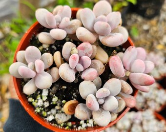 M✧succulent ·͜· ︎︎ᕷ x Pachyveria 'Thunderbird' – Surreal Succulents