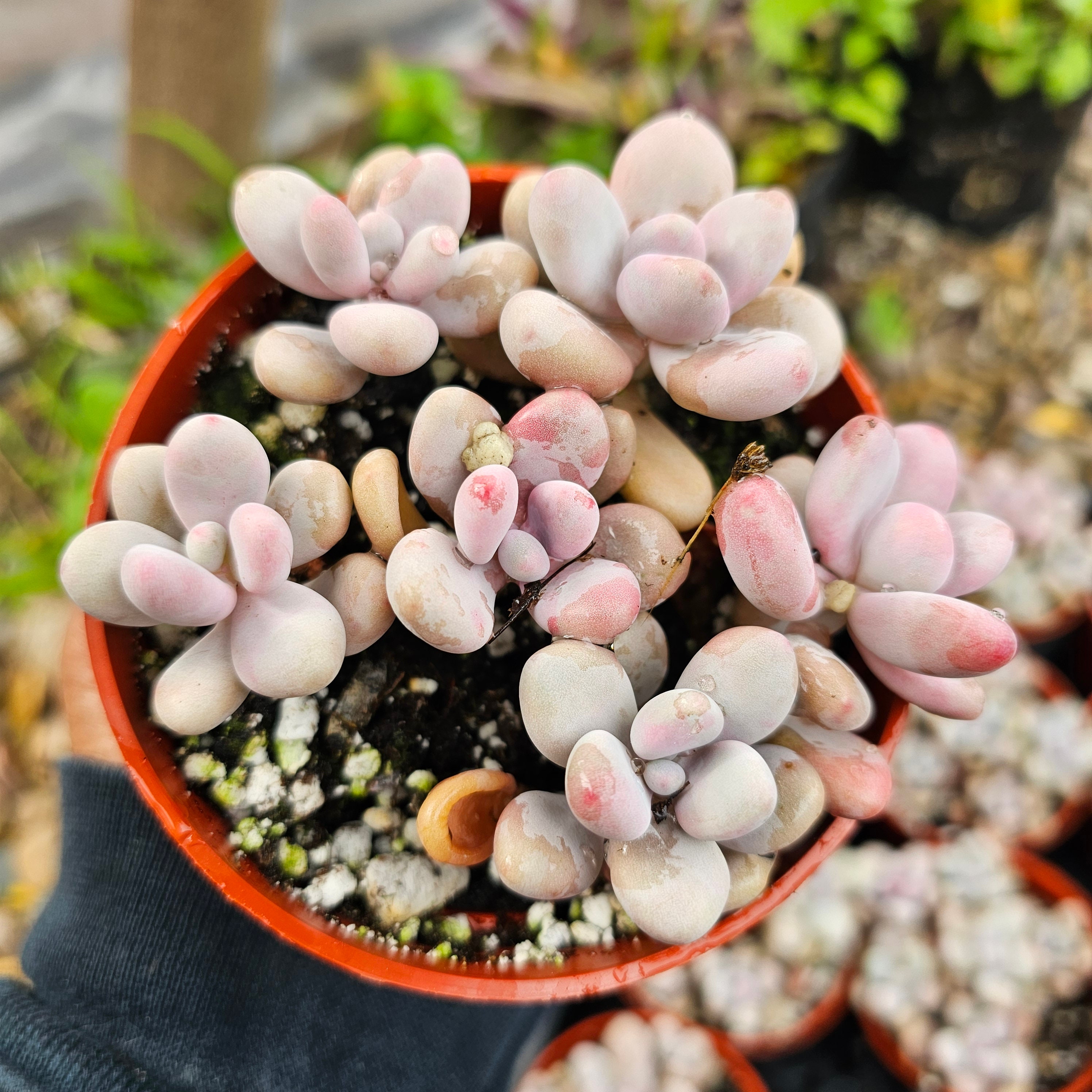 Pink Moonstone Succulents/ Pachyphytum Oviferum - Etsy