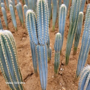 Puede incluir: Primer plano de un grupo de cactus azules creciendo en un suelo arenoso. Los cactus tienen una textura &uacute;nica y espinosa y est&aacute;n dispuestos en un patr&oacute;n vertical.