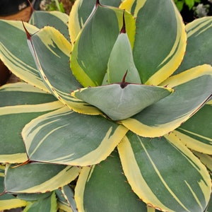 Agave Parryi Truncata - Etsy Agave Parryi Truncata - Etsy