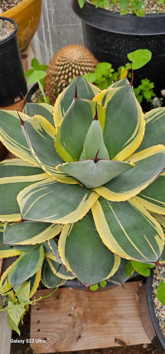 Agave parryi var. truncata （フレキシスピナ）213
