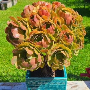 Aeonium  green Rose