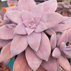 Graptopetalum superbum