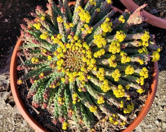 Euphorbia medusa