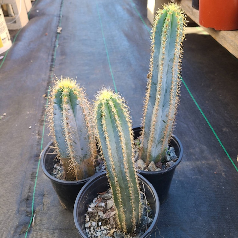 Puede incluir: Tres plantas de cactus azul verdoso en macetas negras. Las plantas de cactus son altas y delgadas con espinas afiladas.