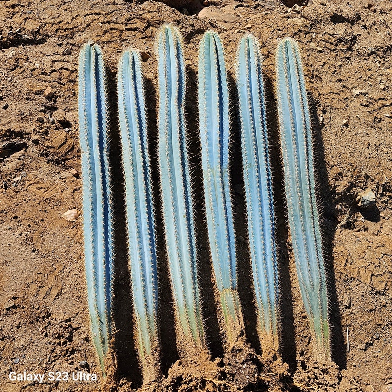 Puede incluir: Primer plano de siete plantas de cactus azules con espinas afiladas que crecen en un suelo arenoso.