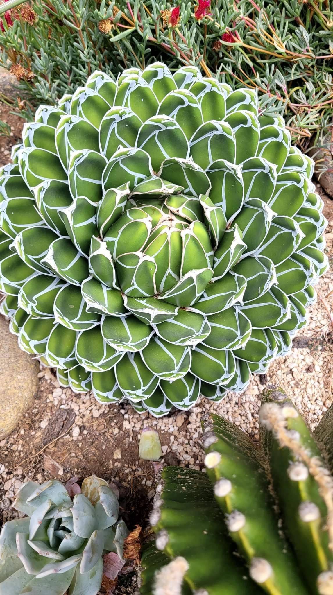 RETAIL - Agave victoriae-reginae 'Porcupine' – Cistus Nursery
