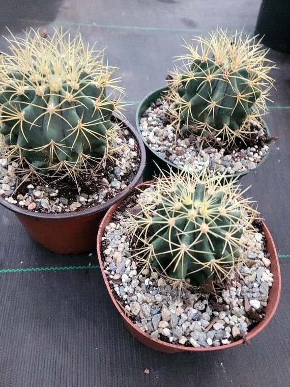 10 Graines De Ferocactus Latispinus - Cactus Ornemental à épines Courbées, Fleurs Violettes/jaunes - Pour Culture En Pot Ou Jardin