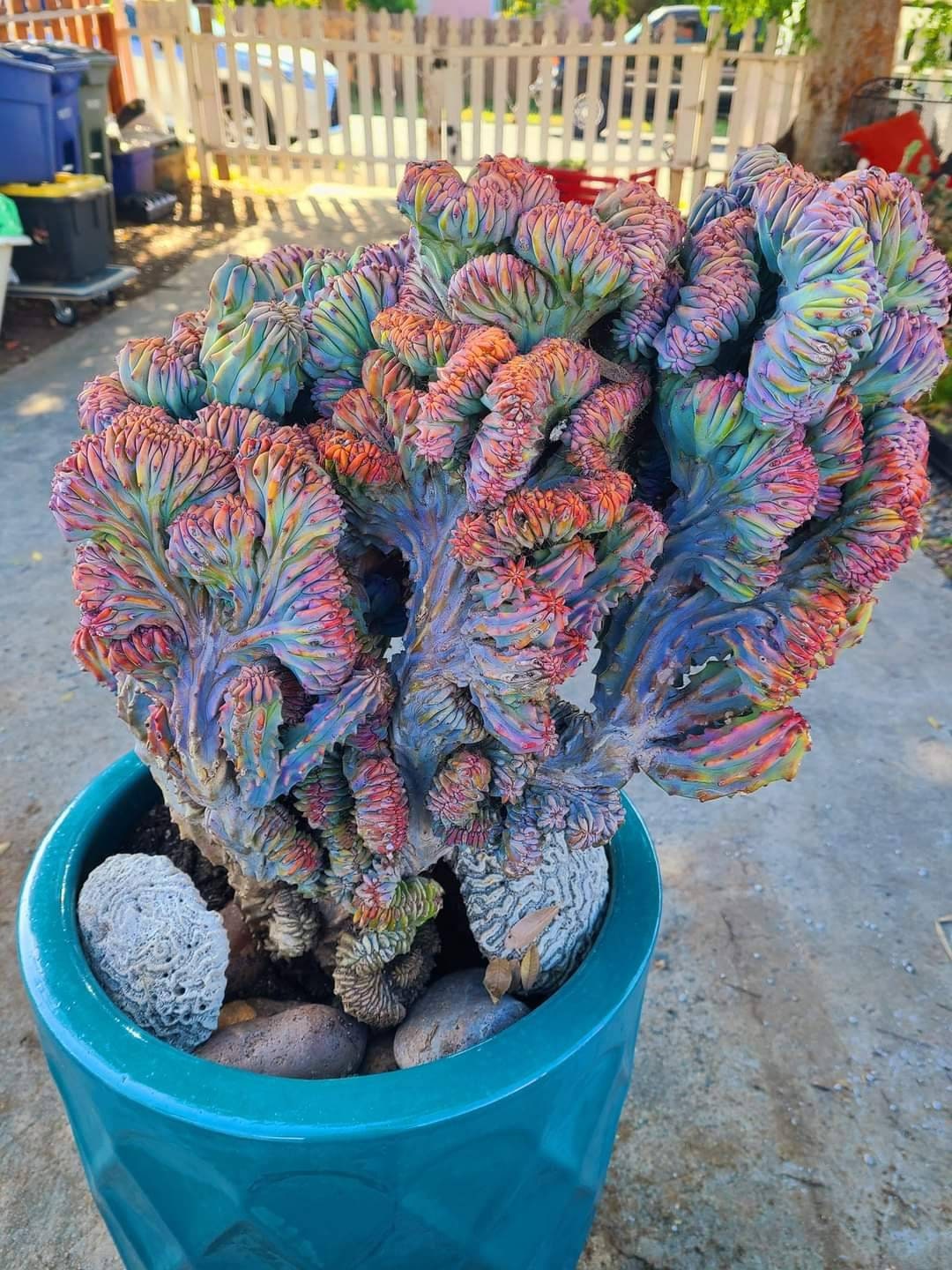 Myrtillocactus Geometrizans/ Blue Candle Crested Elite - Etsy