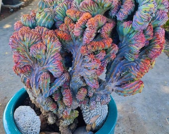 Myrtillocactus geometrizans/ Élite crestado de vela azul