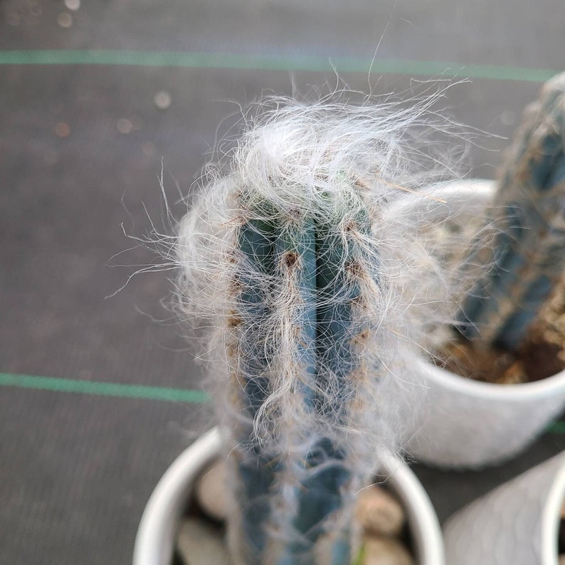 Puede incluir: Un primer plano de un cactus con largos pelos blancos. El cactus est&aacute; en una maceta blanca y tiene un cuerpo verde y espinoso.