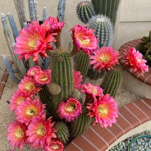 trichocereus flying saucer