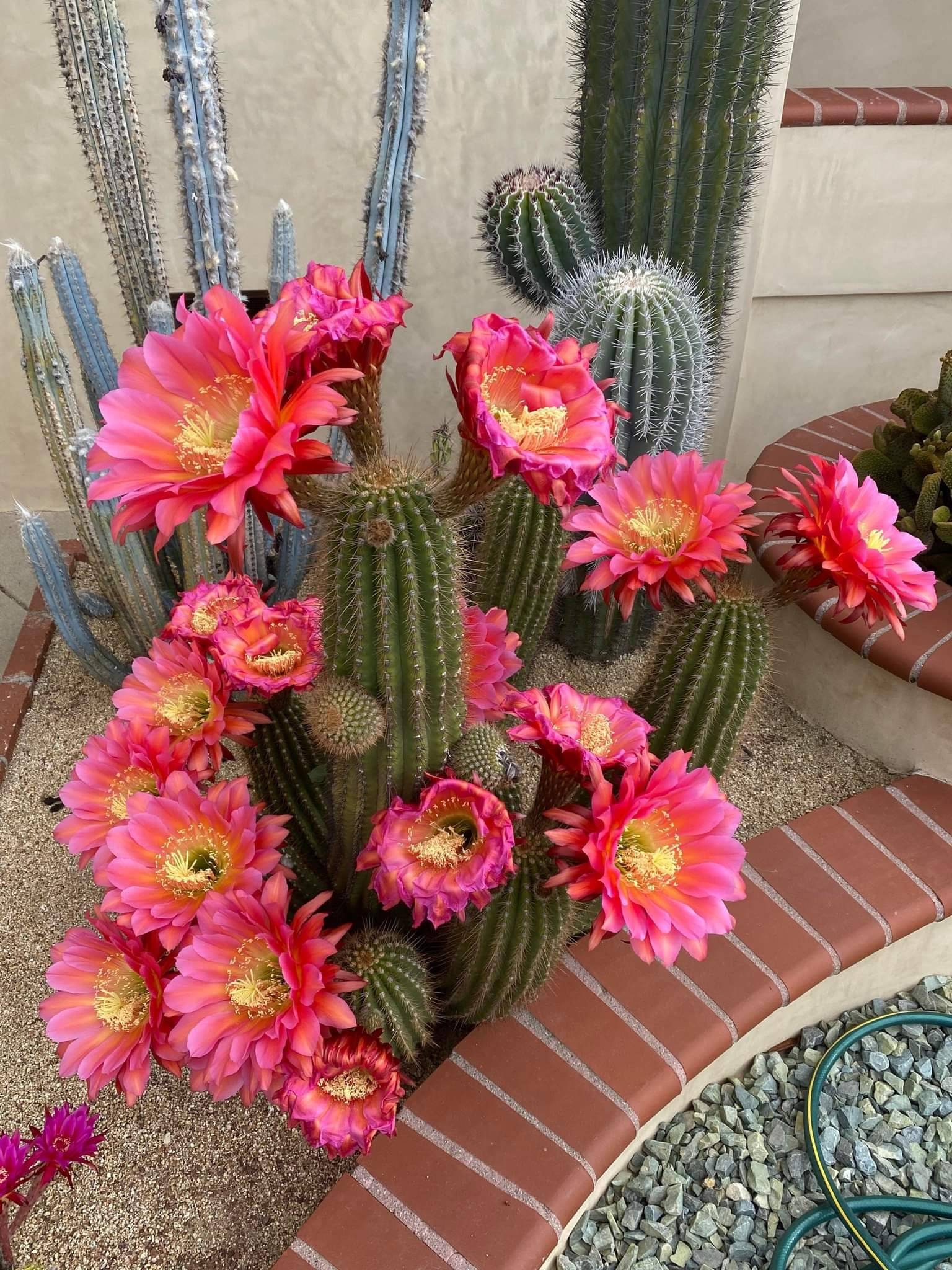 Trichocereus Flying Saucer - Etsy