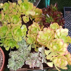 Aeonium Canary 6 - Etsy
