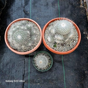 Mammillaria Geminispina image 6