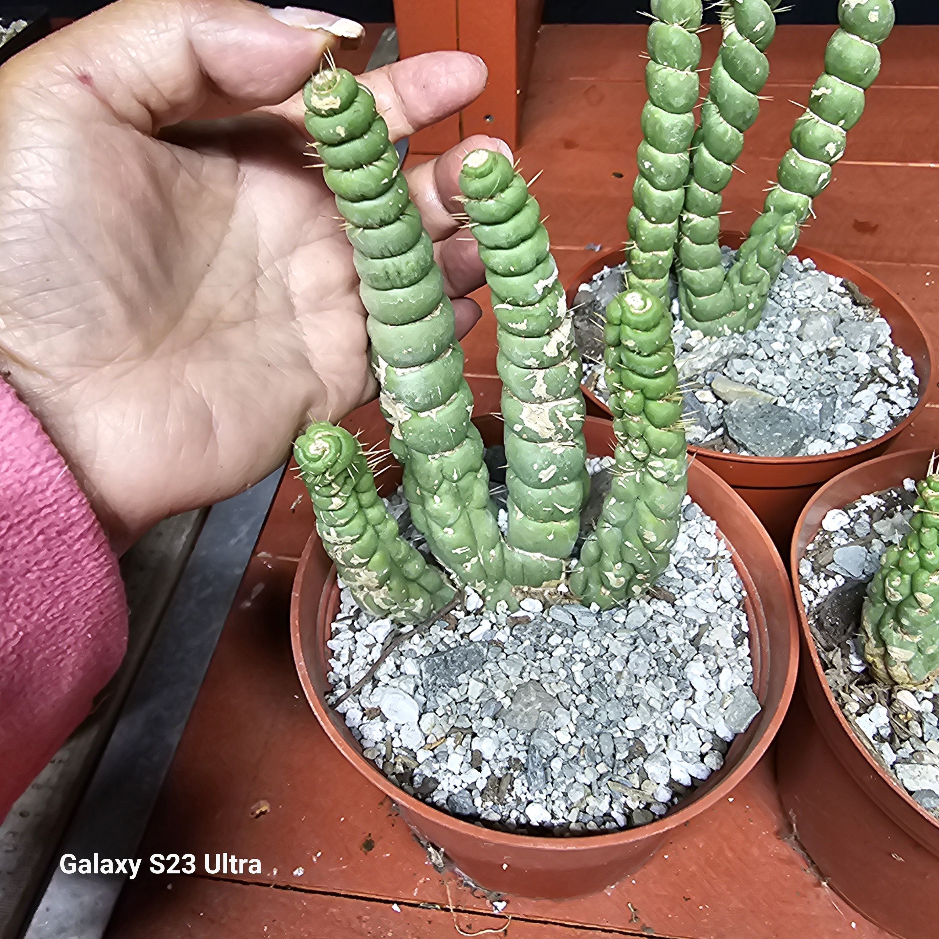 Small Live Eulychnia Castanea Varispiralis Cactus - 5-8cm Tall, Rare Spiral  Succulent Plant Cactus Plants