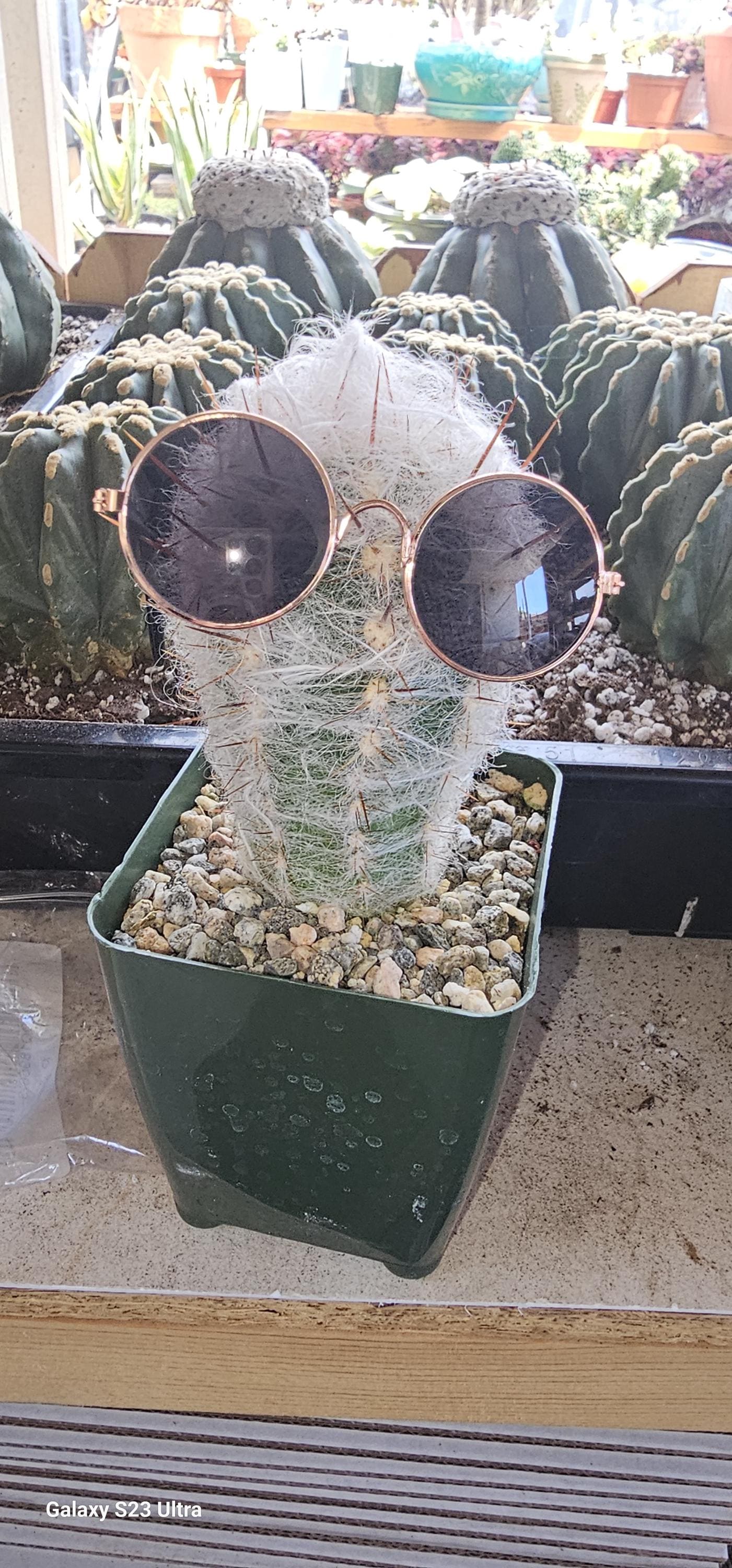 Oreocereus Celsianus - Old Man - Etsy