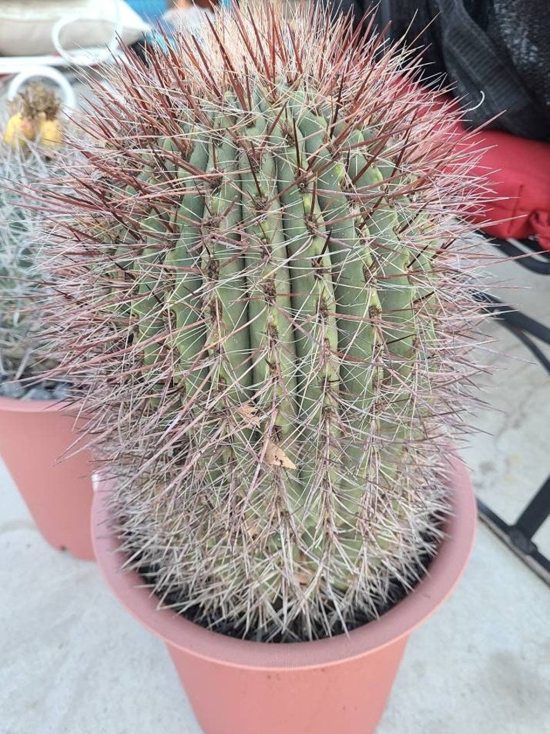 Denmoza cactus image 1