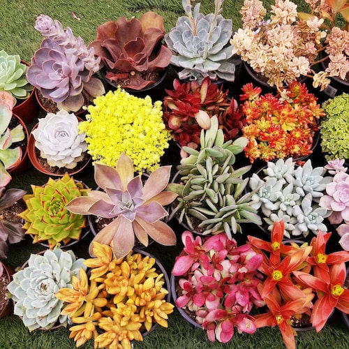 AceMegaSucculents - Etsy