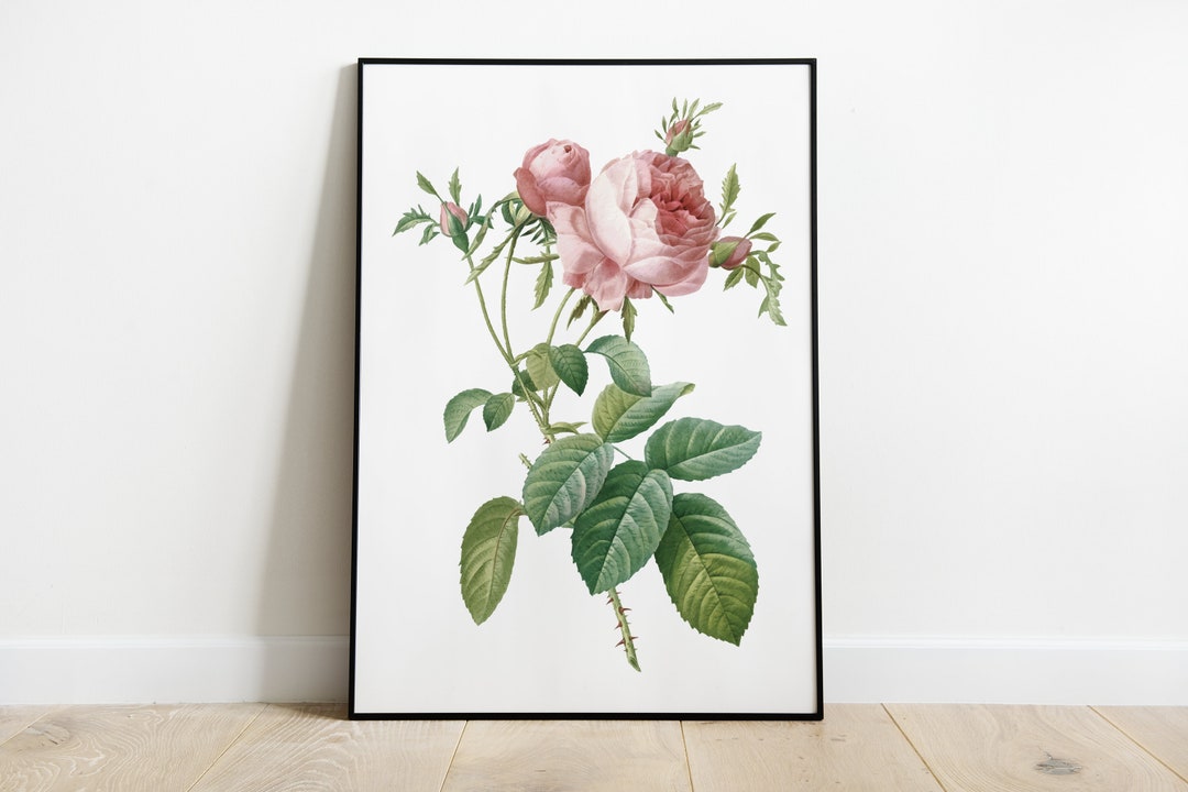 Pink Rose Print, Botanical Print, Botanical Flower Print, Wall Print ...