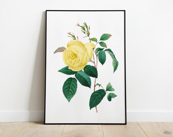 Yellow Rose Printable Wall Art Antique Illustration for Printing 2100 Artwork INSTANT DOWNLOAD Vintage Rose Digital Image Collage