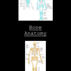 May include: Anatomy diagram of the human skeletal system. The image includes illustrations of the axial and appendicular skeletons, with labeled bones. The text "Bone Anatomy" is displayed in the center.