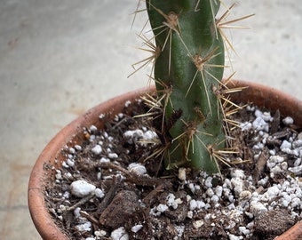 Succulent Soil Mix / Drains Fast! / No Animal Products / Organic