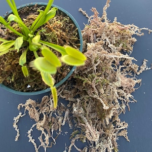 May include: A green Venus flytrap plant in a green pot with brown moss. The plant is surrounded by loose brown moss on a gray surface.