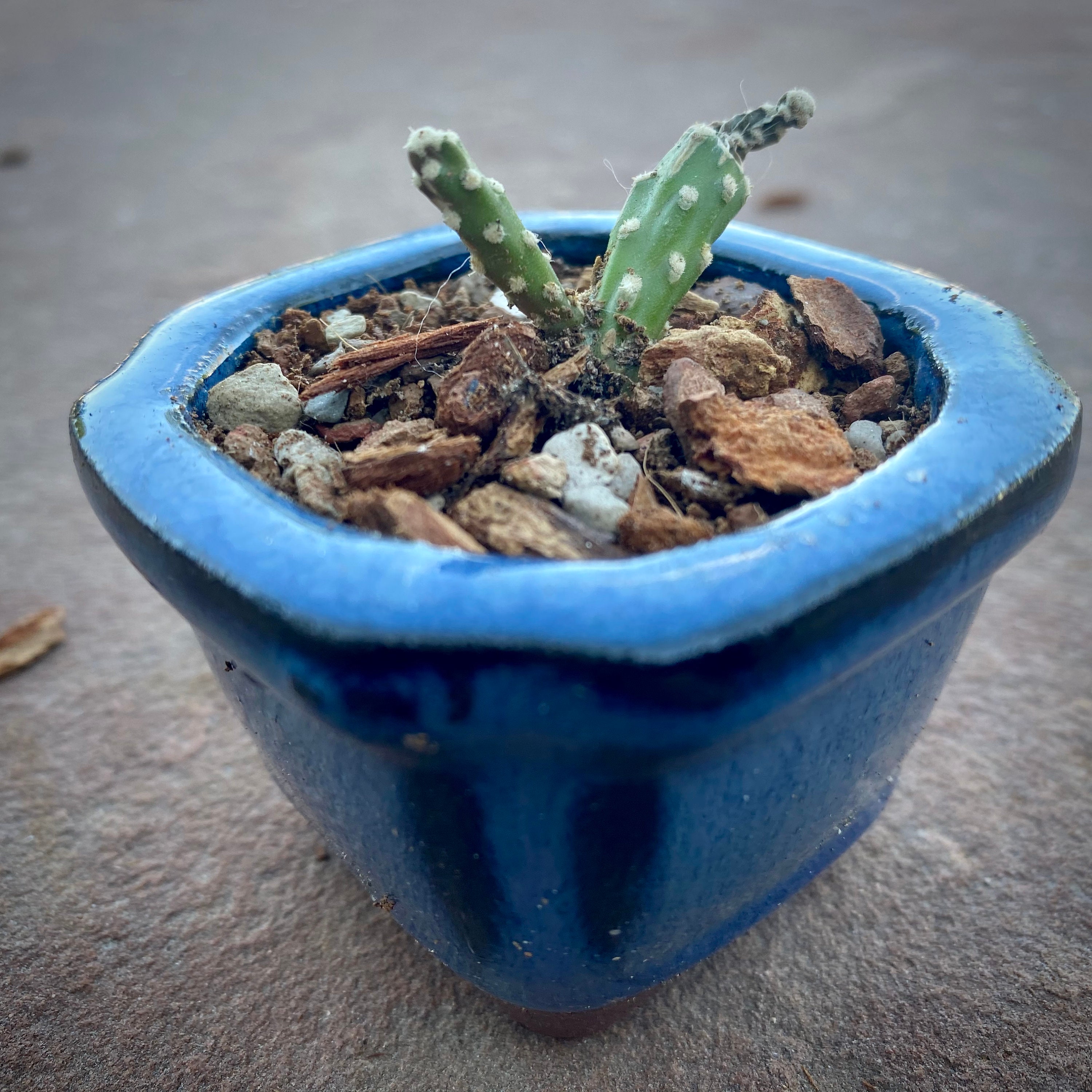 Deluxe Gritty Mix Succulent Bonsai Cactus Soil / Ultra Fast Etsy