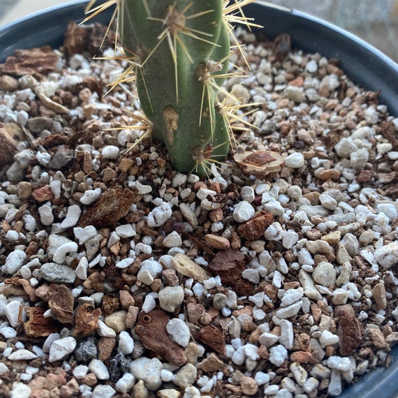 Deluxe Gritty Mix saftig Bonsai Kaktus Boden / Ultra schnelle Entwsserung  / A + Belftung - Etsy.de