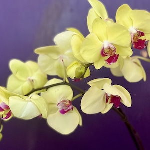 May include: A cluster of yellow orchids with pink centers. The orchids are in bloom and have delicate petals.