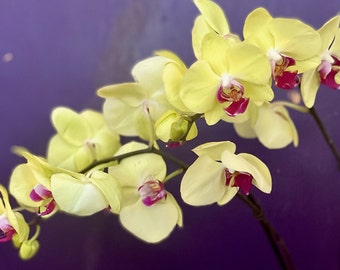 Gold Standard Orchid Mix / Phaelenopsis Soil / Orchid Potting Mix