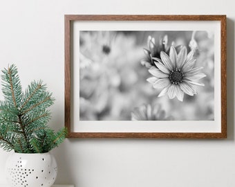 African Daisy Flower. Black and white. Printable wall art.