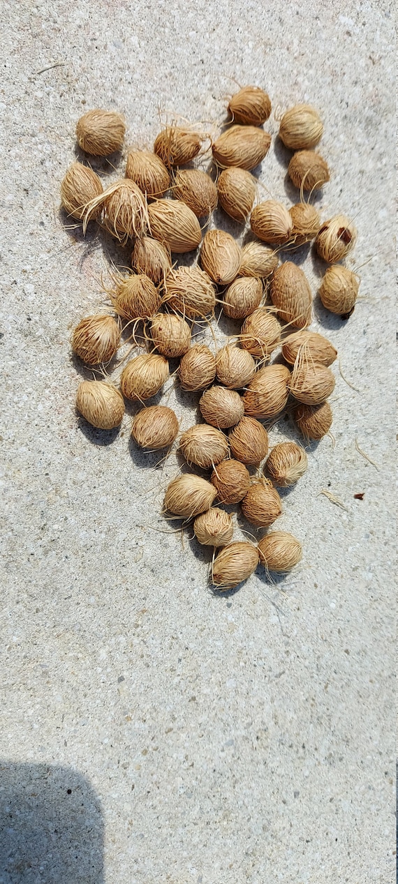 Areca Palm Seeds 100 seeds Etsy