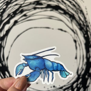 Rare blue lobster vinyl waterproof sticker art | limited edition lobster decal stickers | lobsters artist | handmade ocean illustration