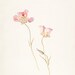 Young Women's Theme / PRINTABLE DOWNLOAD / LDS Wall Art / New Young ...