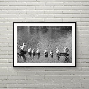 Rest | Ducks taking a rest and grooming feathers under the evening sun | Photography Print | Physical Print | B&W