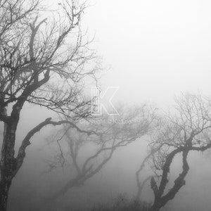 K&ouml;nnte beinhalten: Schwarz-Wei&szlig;-Fotografie von kahlen B&auml;umen in einer nebligen Landschaft. Die B&auml;ume haben verdrehte &Auml;ste und sind teilweise vom Nebel verdeckt, was eine stimmungsvolle Szene erzeugt.