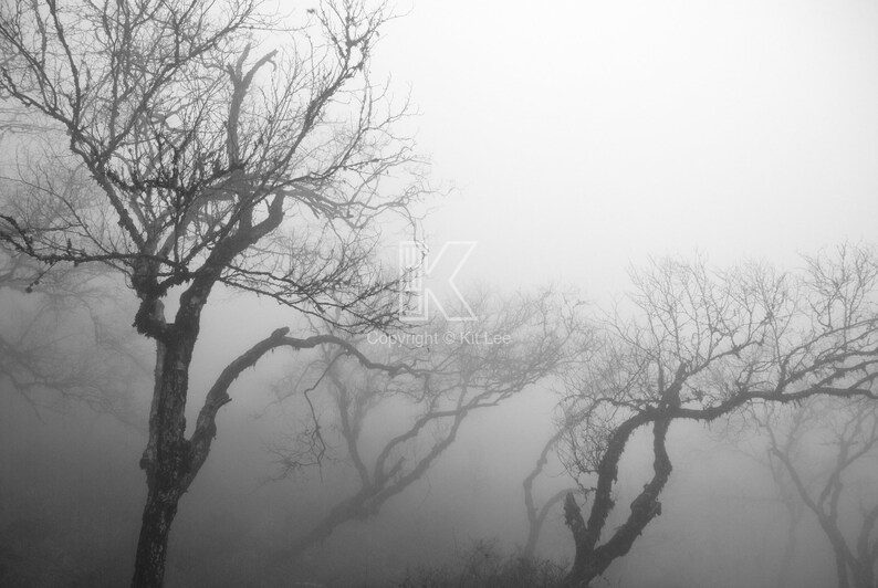 K&ouml;nnte beinhalten: Schwarz-Wei&szlig;-Fotografie von kahlen B&auml;umen in einer nebligen Landschaft. Die B&auml;ume haben verdrehte &Auml;ste und sind teilweise vom Nebel verdeckt, was eine stimmungsvolle Szene erzeugt.