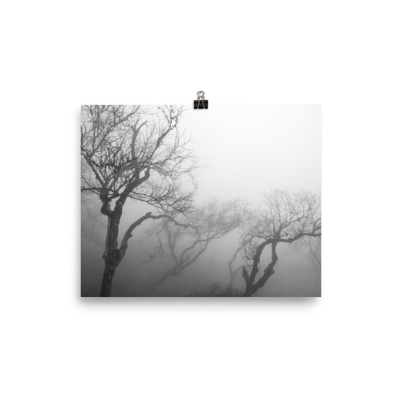 K&ouml;nnte beinhalten: Schwarz-Wei&szlig;-Druck von kahlen B&auml;umen in dichtem Nebel. Die &Auml;ste der B&auml;ume sind verdreht und ragen in den Nebel. Der Druck wird von einer schwarzen B&uuml;roklammer gehalten.