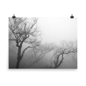 K&ouml;nnte beinhalten: Schwarz-Wei&szlig;-Druck von kahlen B&auml;umen in einem nebligen Wald. Die B&auml;ume haben verdrehte &Auml;ste und sind teilweise vom Nebel verdeckt, wodurch eine stimmungsvolle Landschaft entsteht. Der Druck wird von zwei B&uuml;roklammern gehalten.
