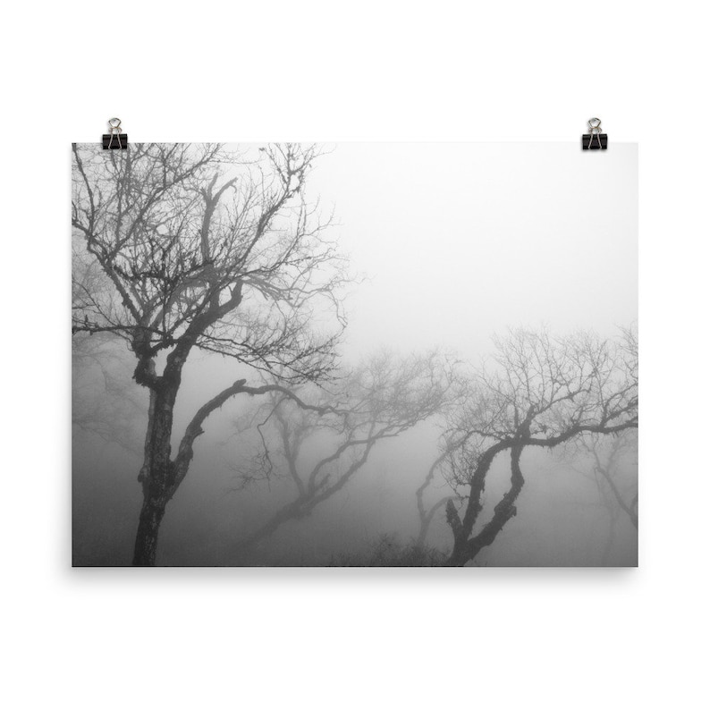 K&ouml;nnte beinhalten: Schwarz-Wei&szlig;-Druck von kahlen B&auml;umen in einem nebligen Wald. Die B&auml;ume haben verdrehte &Auml;ste und sind teilweise vom Nebel verdeckt, wodurch eine stimmungsvolle Landschaft entsteht. Der Druck wird von zwei B&uuml;roklammern gehalten.