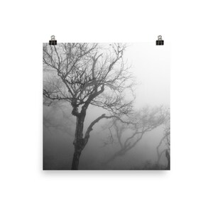K&ouml;nnte beinhalten: Schwarz-Wei&szlig;-Fotografie von B&auml;umen im Nebel. Das Bild zeigt mehrere B&auml;ume mit kahlen &Auml;sten vor einem nebligen Hintergrund. Der Druck wird von zwei schwarzen B&uuml;roklammern gehalten, was eine minimalistische &Auml;sthetik erzeugt.