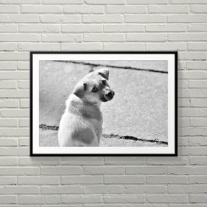 Lonely Puppy | An eye-contact moment with a lonely puppy | Photography Print | Physical Print | B&W