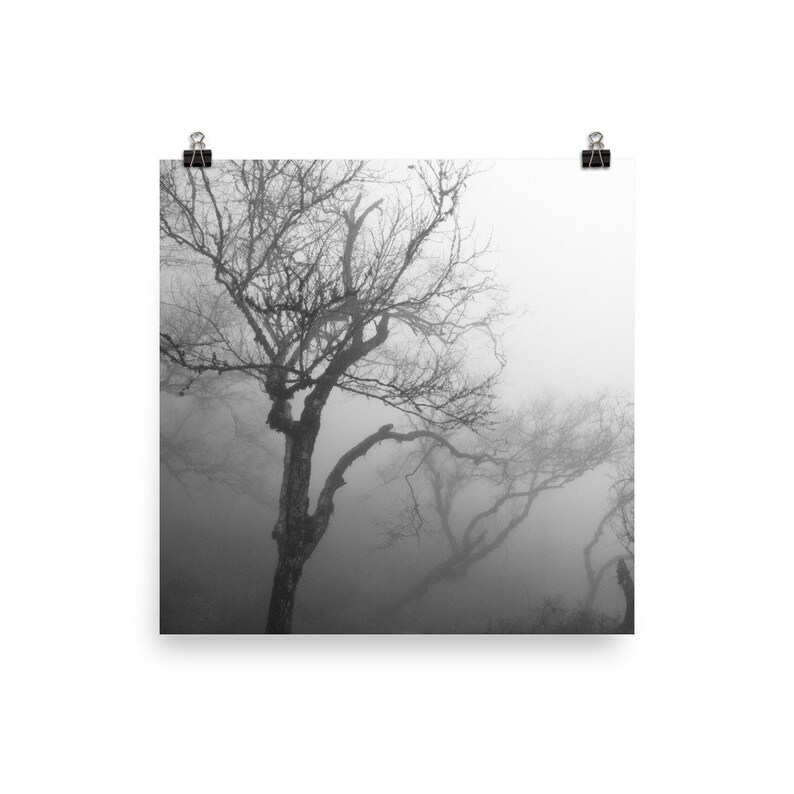 K&ouml;nnte beinhalten: Schwarz-Wei&szlig;-Fotografie von B&auml;umen im Nebel. Das Bild zeigt kahle B&auml;ume mit sichtbaren &Auml;sten vor einem nebligen Hintergrund. Der Druck wird von zwei schwarzen B&uuml;roklammern gehalten, die ein einfaches Detail hinzuf&uuml;gen.
