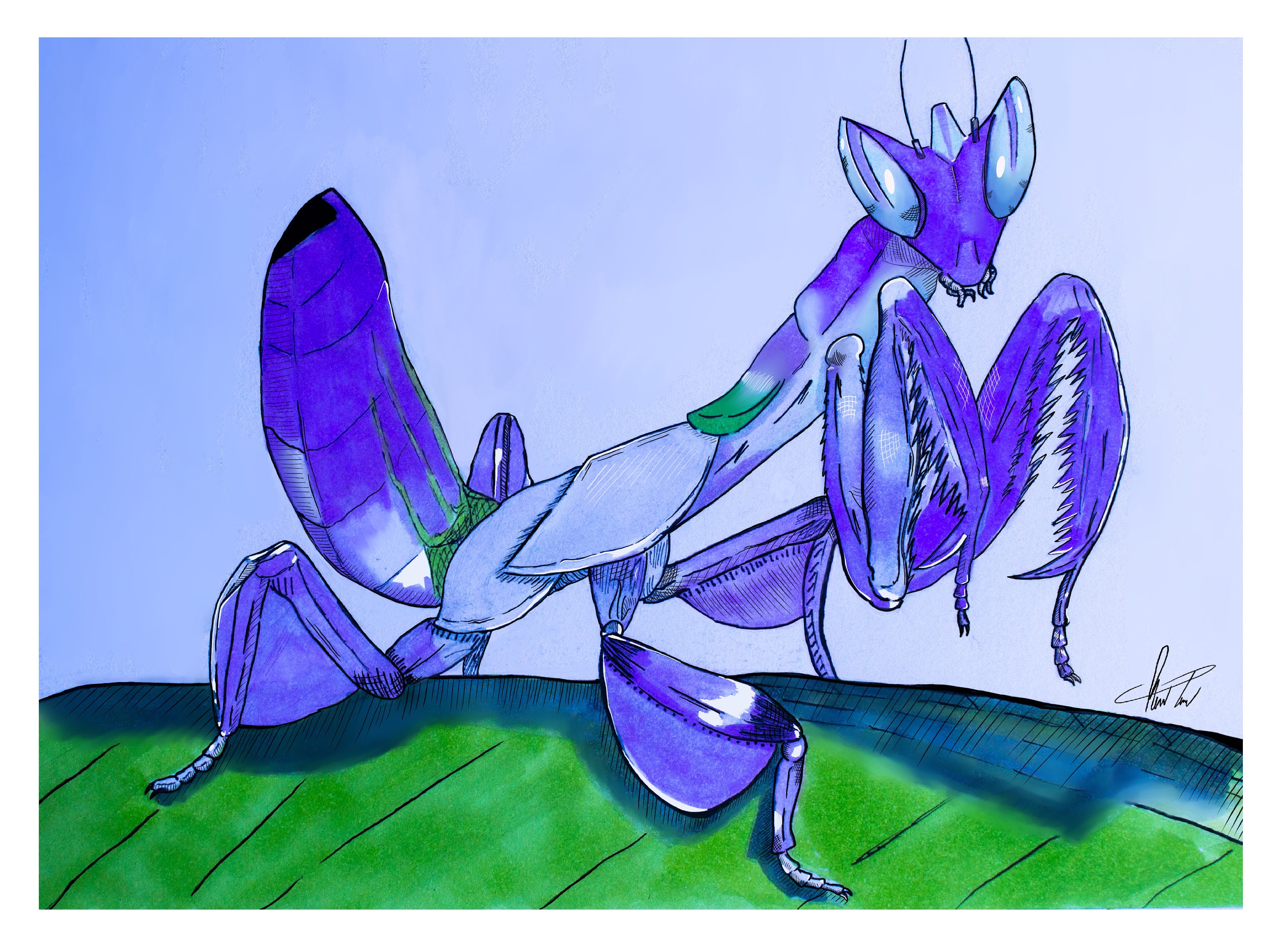Orchid Mantis Art Print Etsy